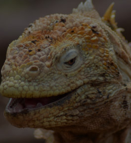 Lavaechse auf Galapagos