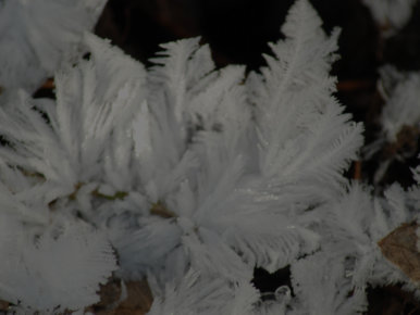 Eisblumen blühen