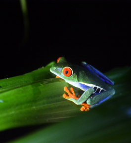 Rotaugenfrosch in Costa Rica