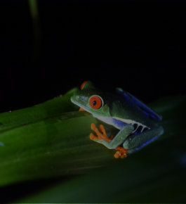 Rotaugenfrosch in Costa Rica