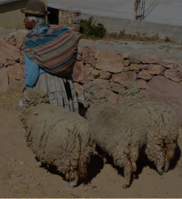 Isla del Sol in Bolivien