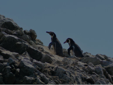 Pinguine auf Ballestas Island