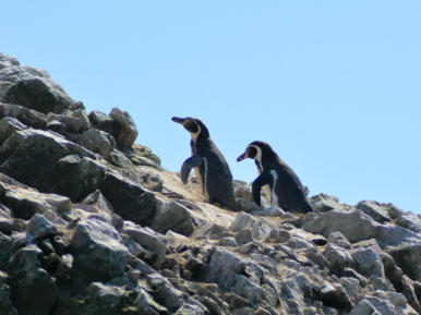 Pinguine auf Ballestas Island