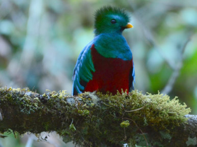 Quetzal in Costa Rica